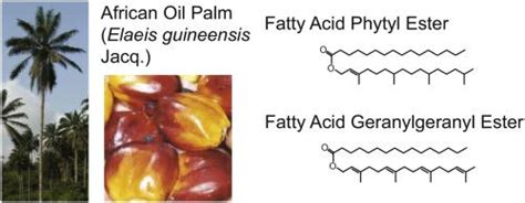  Elaeis Guineensis: Een Wondermiddel Voor Biodiesel En Vette Zuren!