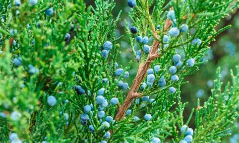  Judicious Use of Juniper Berries: An Aromatic Enhancer for Natural Flavorings and Pharmaceutical Preparations!