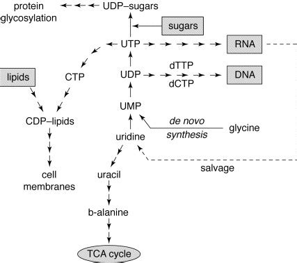  Uridine: Een veelzijdige nucleotide voor RNA-synthese en therapeutische toepassingen!